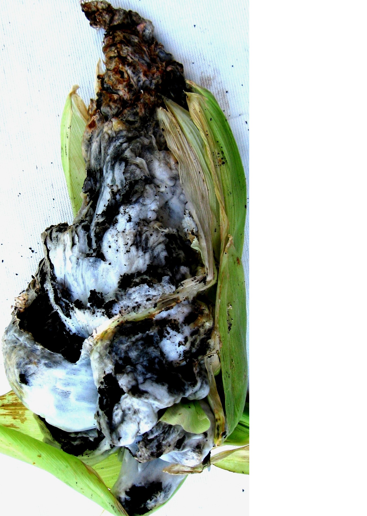 Сажка пухирчаста кукурудзи